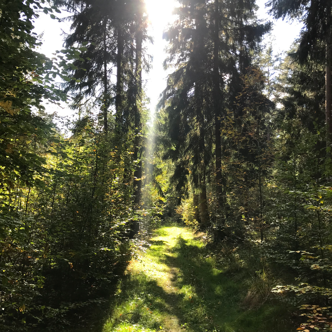 Waldweg Tharandt